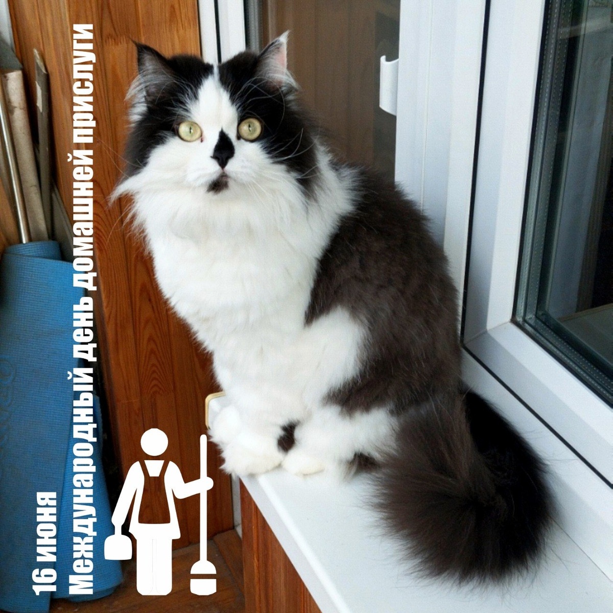 🐾 Комментарий Котейки По Имени Роршах: