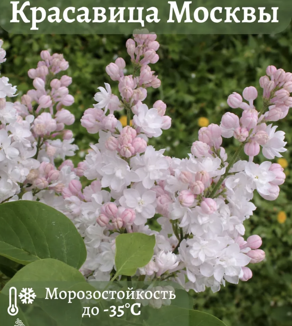 С сайта продаж