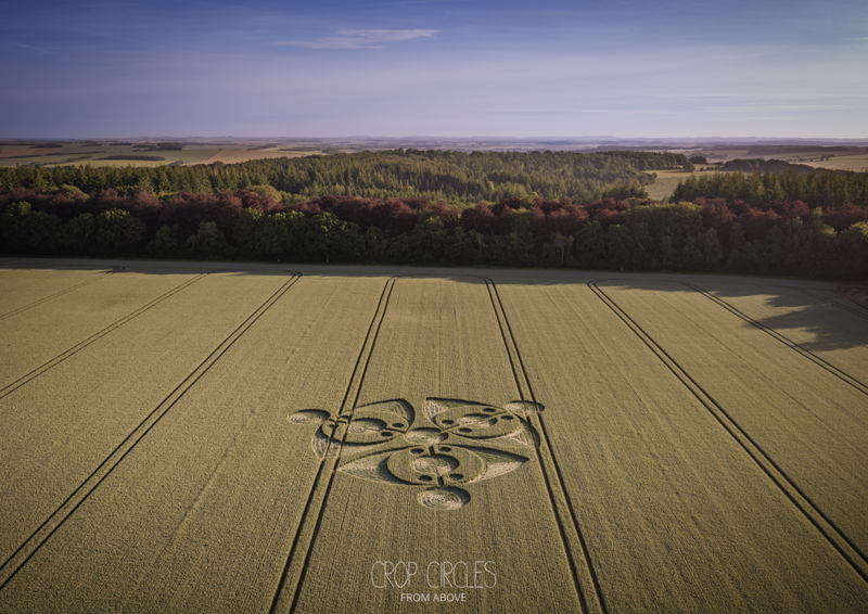 15.06.2026 г. Круги на полях Англии, графство Уилтшир. https://www.cropcircleconnector.com/2026/first/first2026a.html