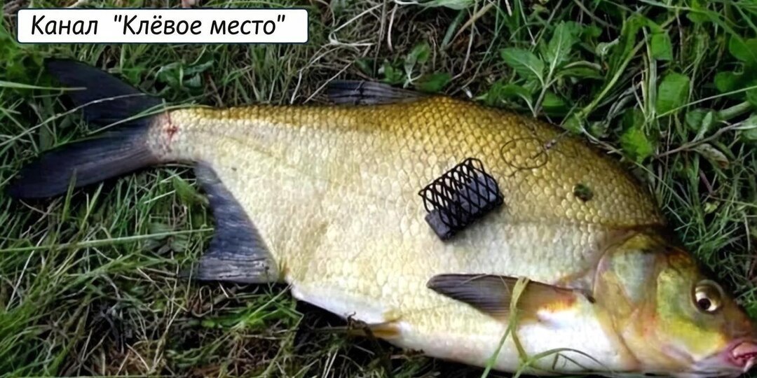 🎣 Ловля леща на фидер летом на реке: Секреты, оснастка и лучшие прикормки