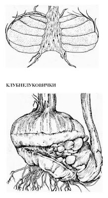Как размножать растения клубнелуковицами