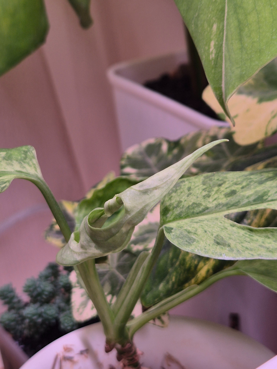 Новый лист у монстеры Индо Минт (monstera Indo Mint). Фото автора 