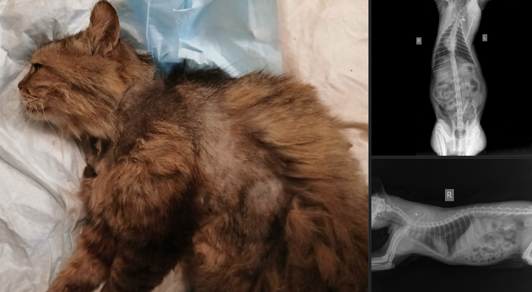 Фото: скриншот из социальноых сетей Центра «Птичий остров» / https://vk.com/ptichijostrow