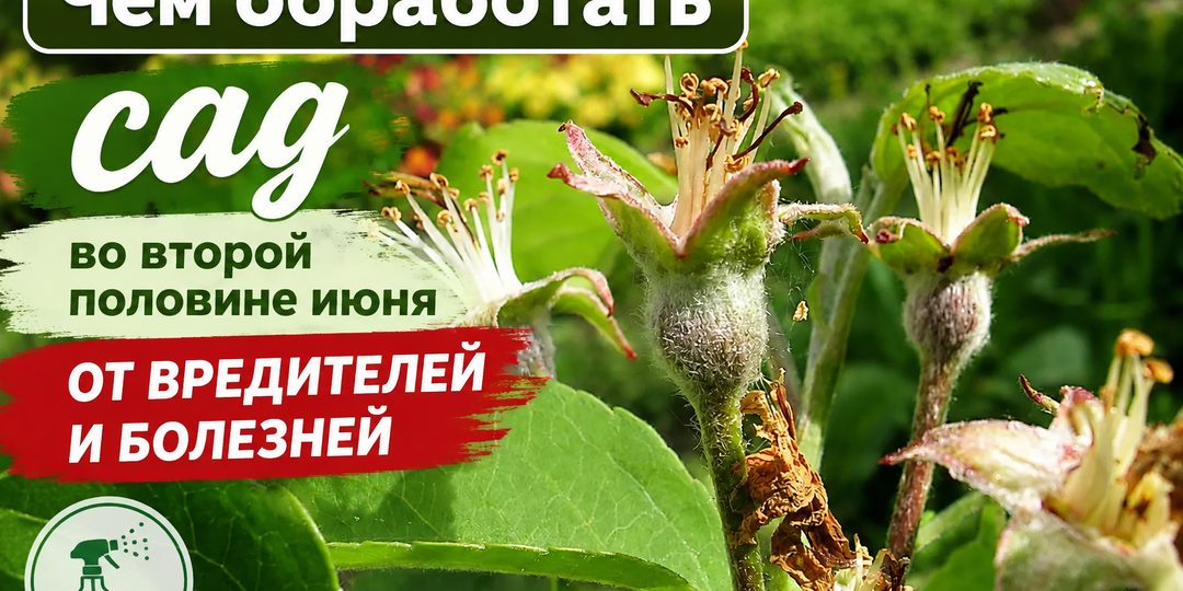 Чем обработать сад во второй половине июня от вредителей и болезней