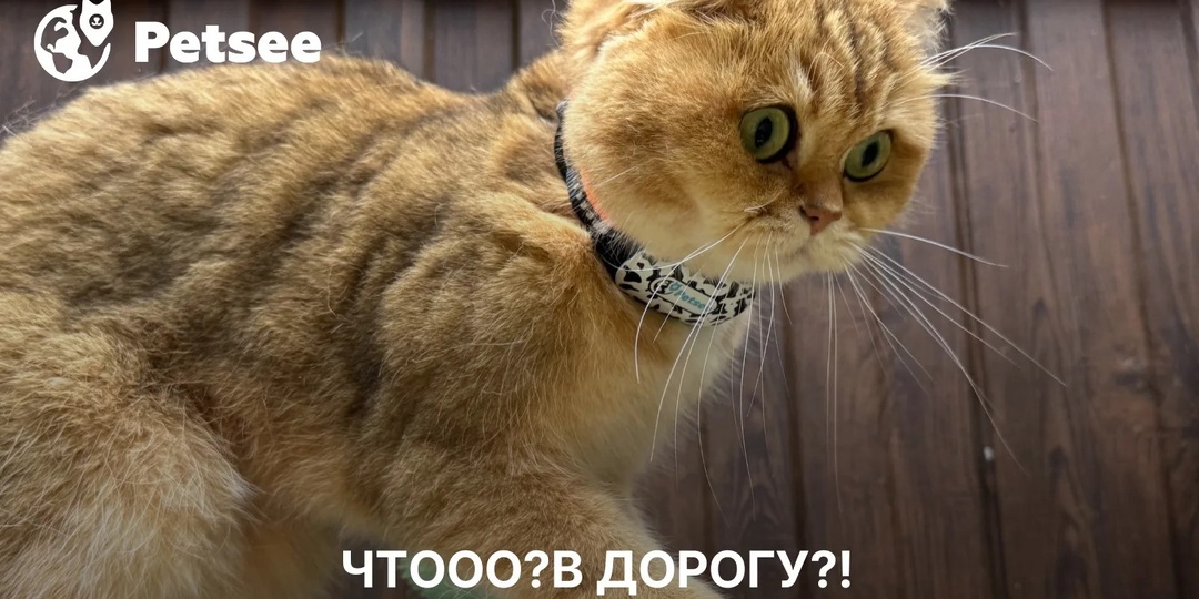 Как перевезти кошку в машине, поезде и самолёте: почему одни мурлыки спят всю дорогу, а другие устраивают протест