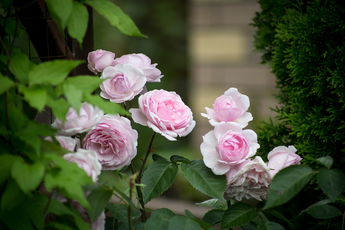 Olivia Rose. Автор фото Елена Якимова