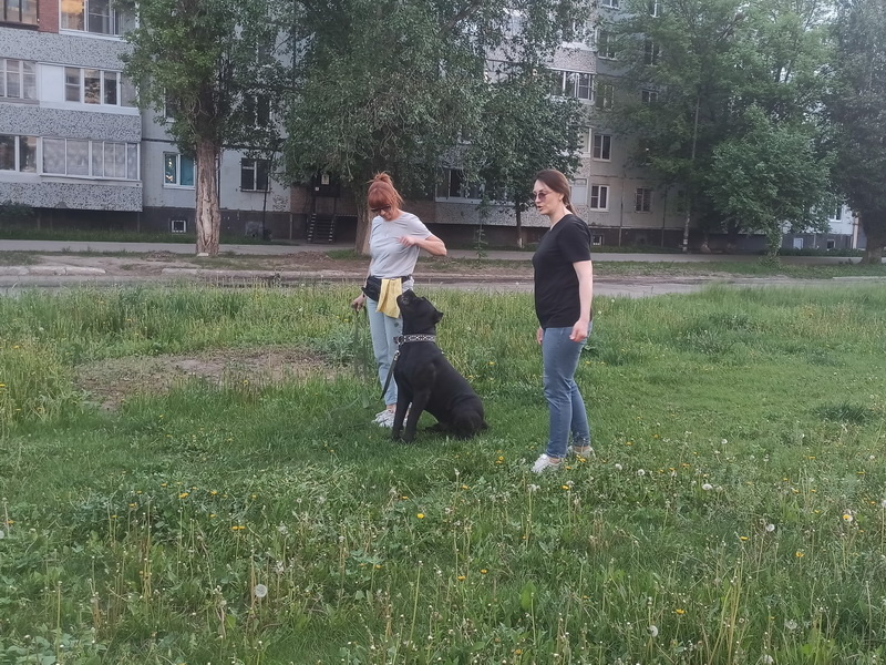 Ирина и  ⭐ кане корсо Зевс ⭐ на индивидуальном занятии по дрессировке. 