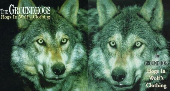 Американский и европейский варианты обложки альбома группы Groundhogs "Hogs in Wolf's Clothing" 1998 года