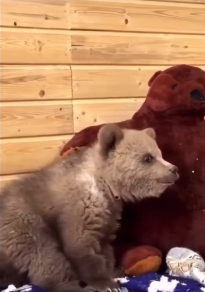 Медвежонок Дынька 