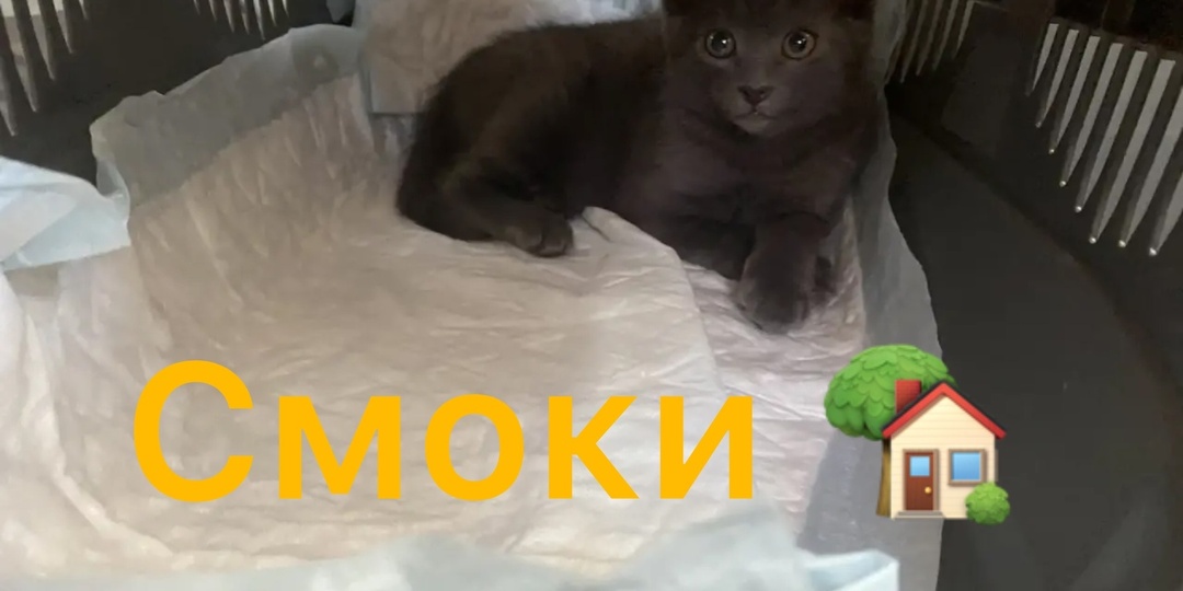 🤗Ура! Малыш Смоки УЖЕ ДОМА!🏡