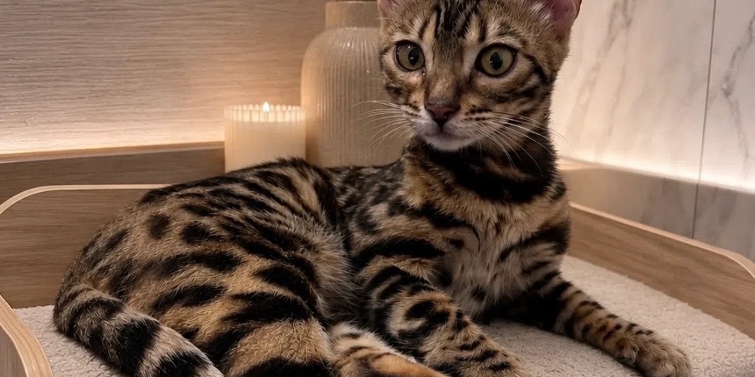 🐾Маленький бенгальский котёнок с моторчиком внутри ищет дом🏡