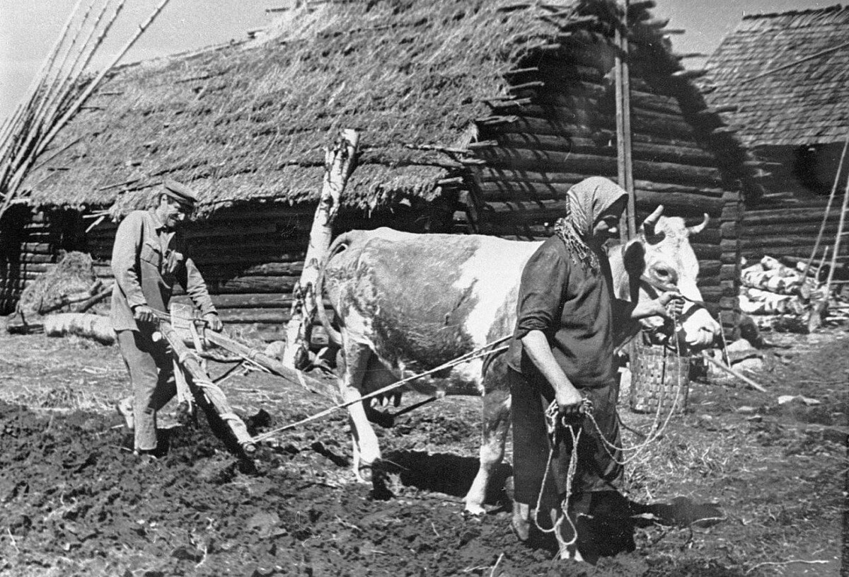    Комары «подсказывали», когда сеять овес, а капуста спасала лютой зимой в XVII веке