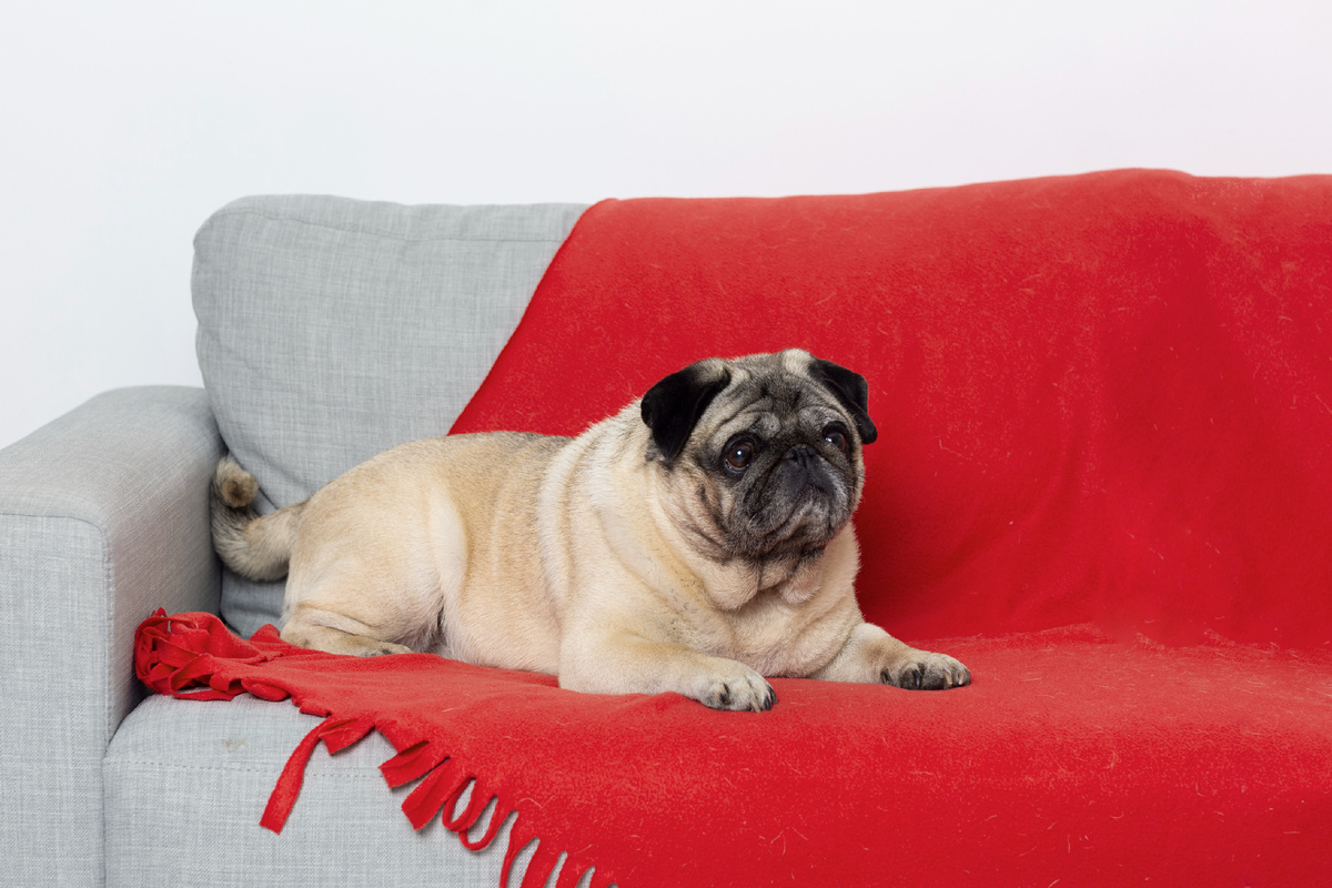 The dog is lying on the sofa