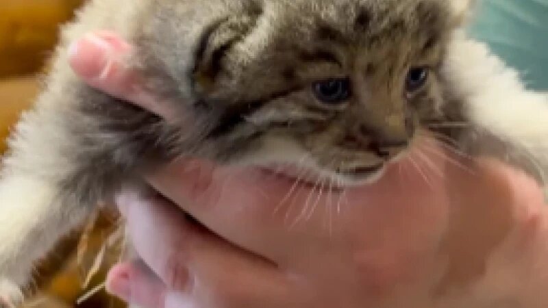     Котят манула Пепе из Барнаула показали в Ленинградском зоопарке Пресс-служба зоопарка.
