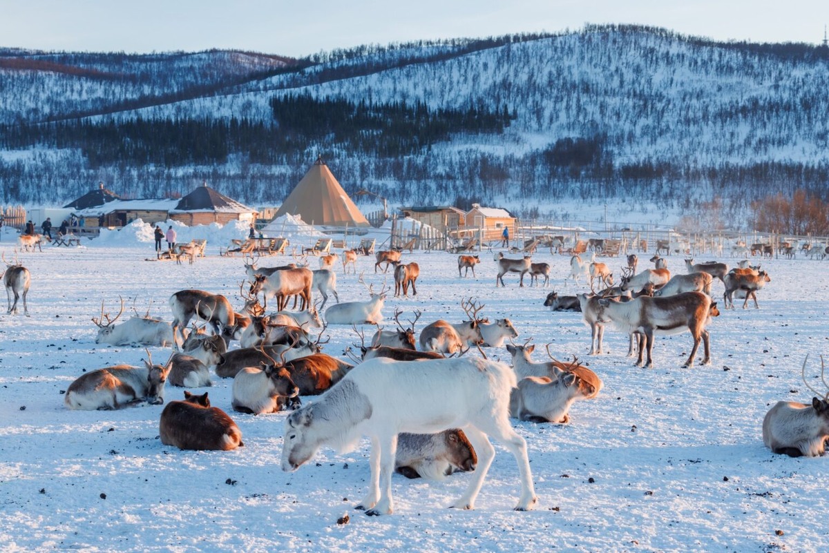    Путешествие к саамам и северным оленям в питомник Tromsø Arctic Reindeerbestarctic.com, фотограф Loic Lagarde