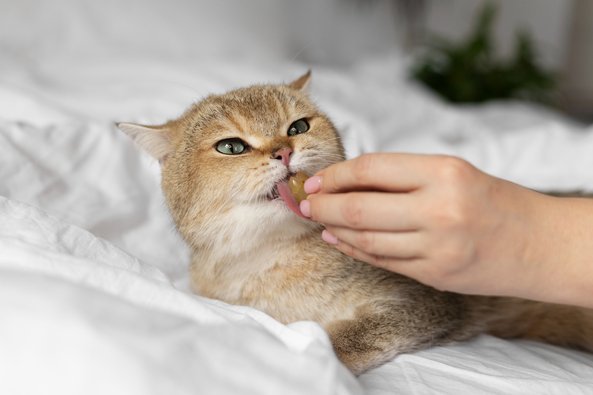 Кошке дают кусочек мяса