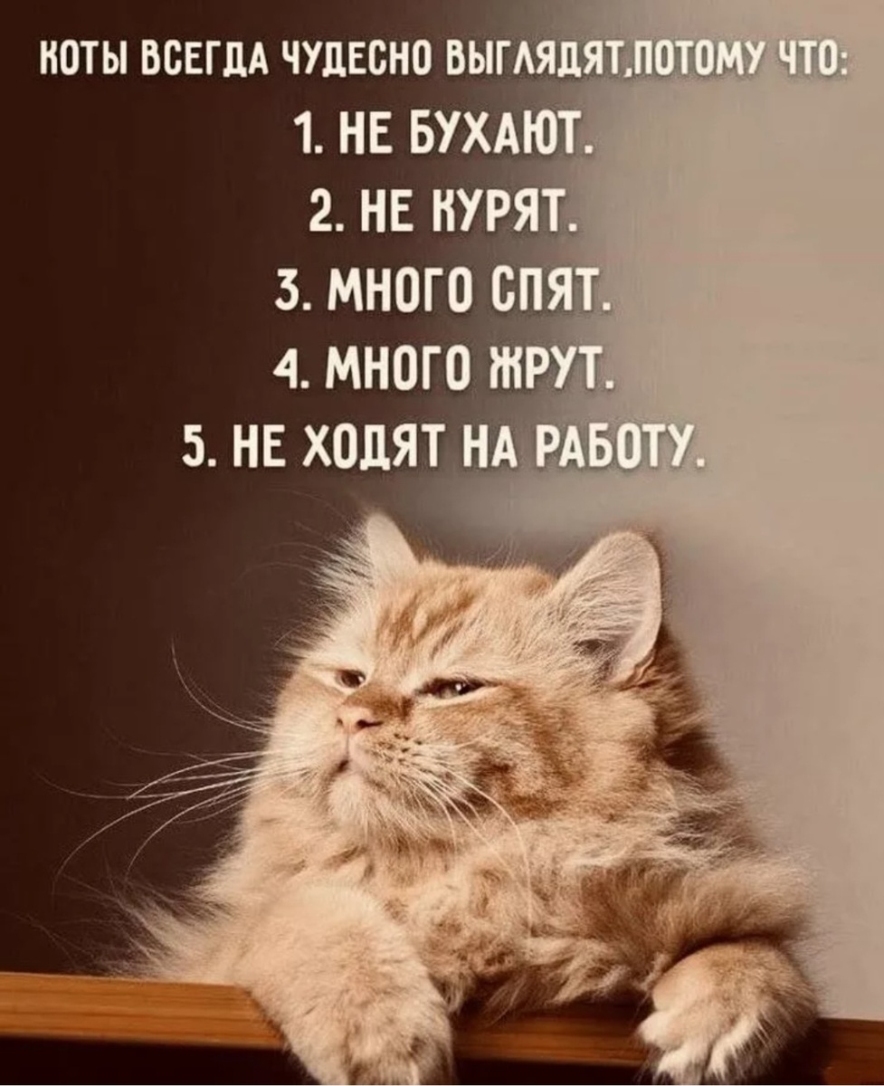 Котик, --взято из интернета с целью ознакомления. 