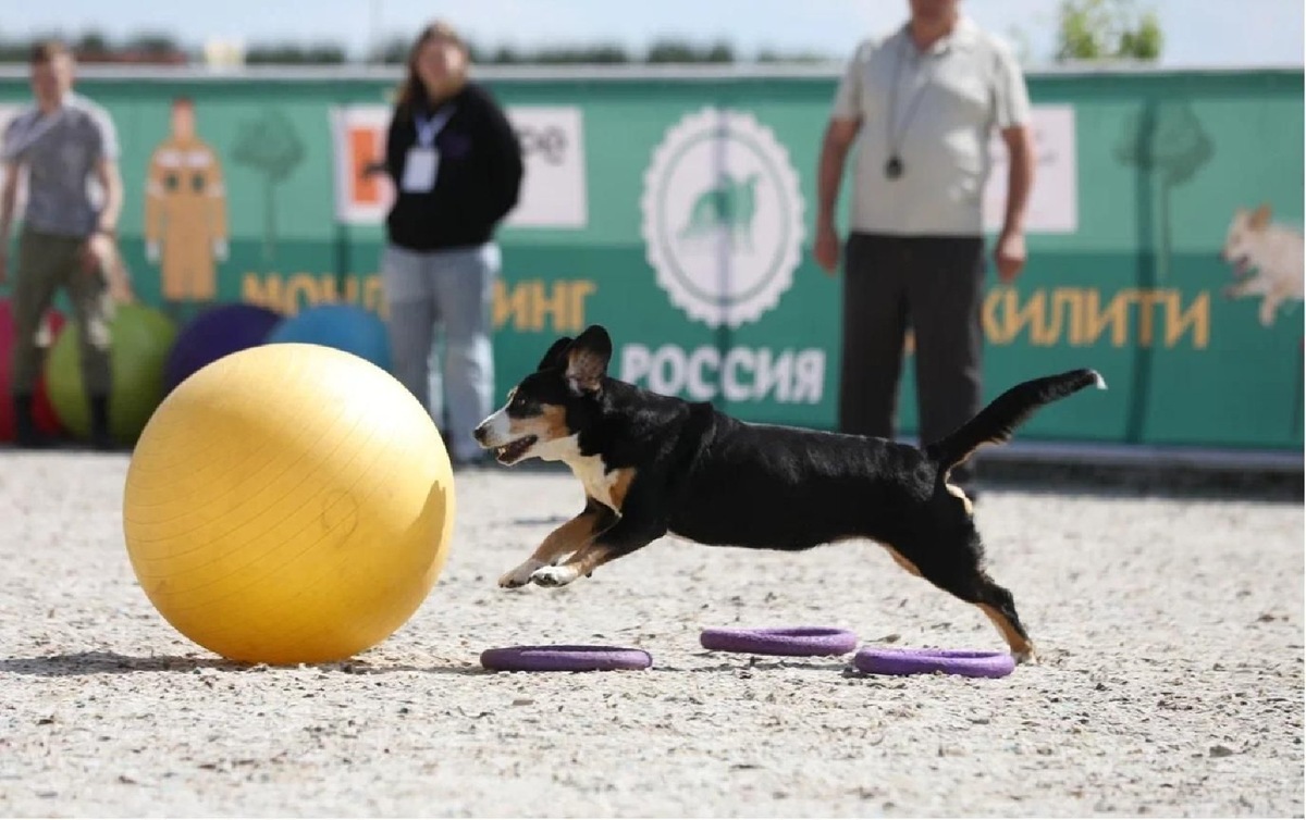    Фото: пресс-служба Минсельхозпрода МО