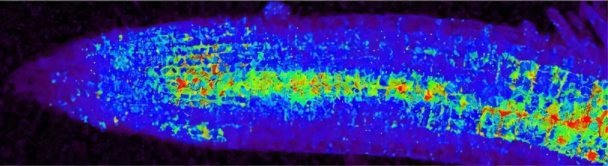    Корень арабидопсиса с цветовой гаммой, демонстрирующей различные концентрации глюкозы.