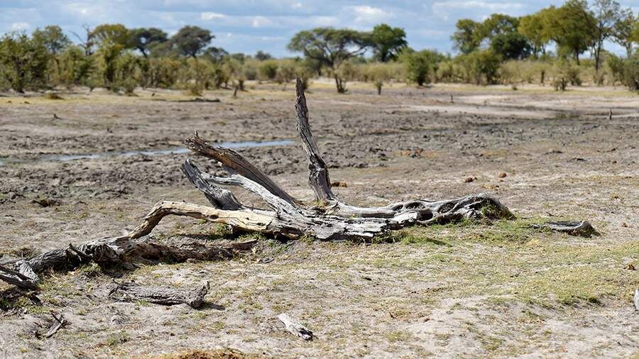    Фото: Global Look Press/Tshekiso Tebalo/XinHua