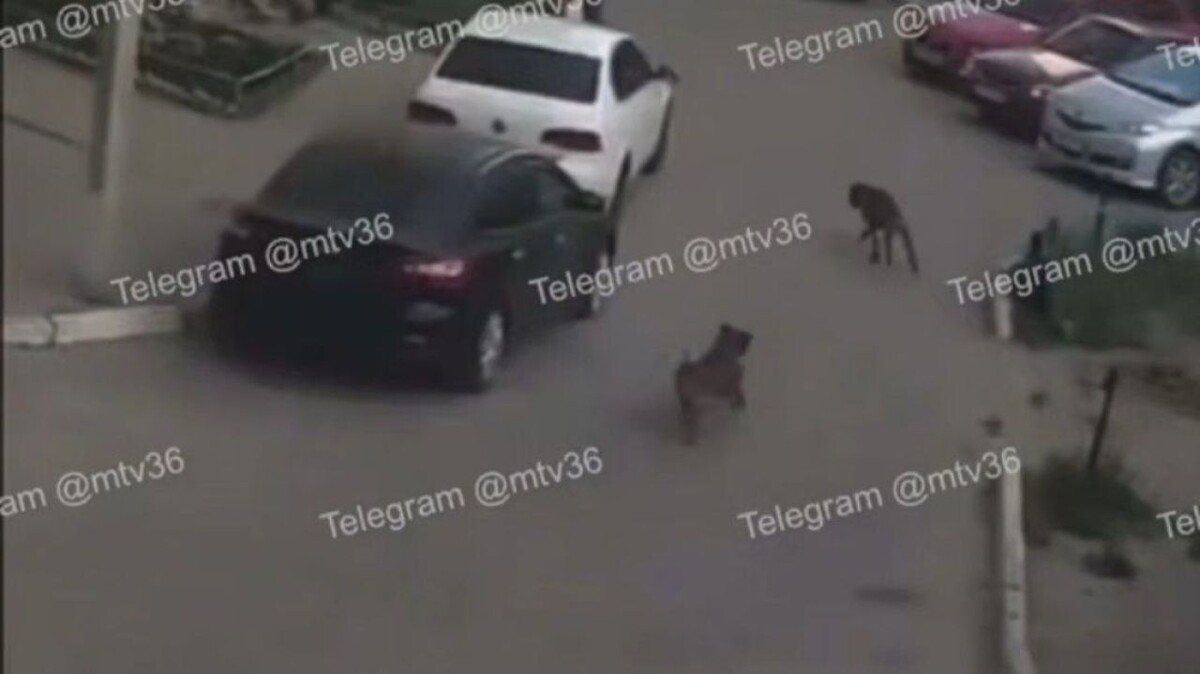    Фото: скриншот из видео