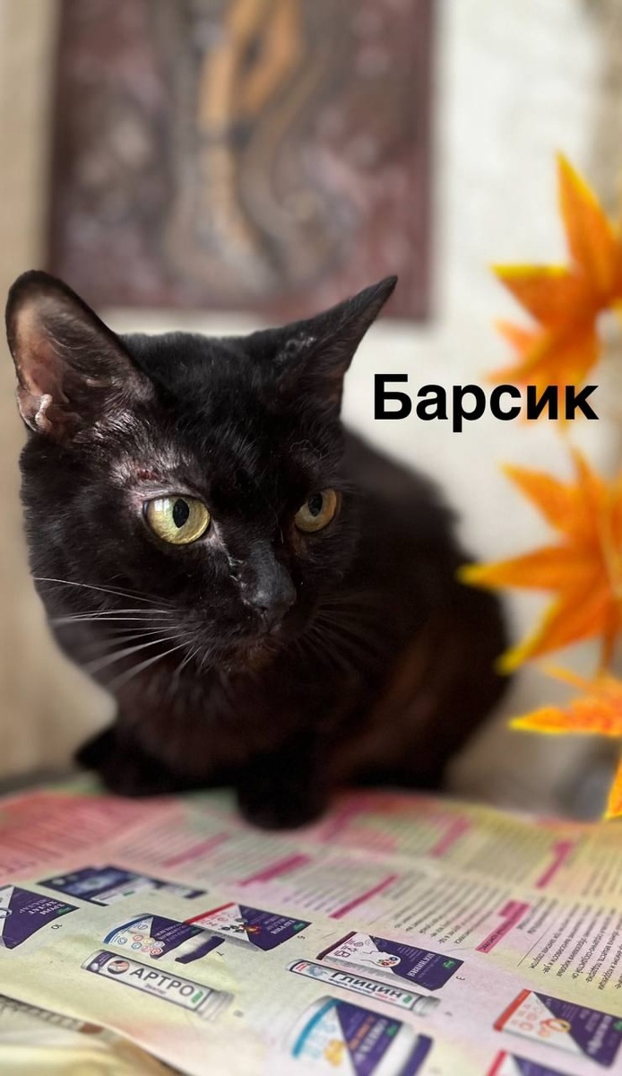 Барсик оказался кошкой))