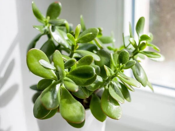 Crassula ovata, денежное дерево