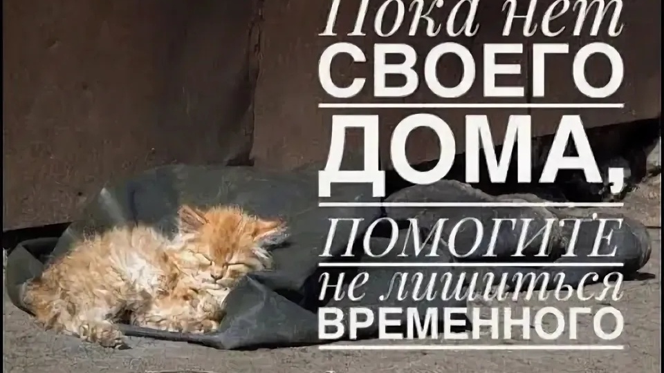 Сбор на аренду помещения приюта❗