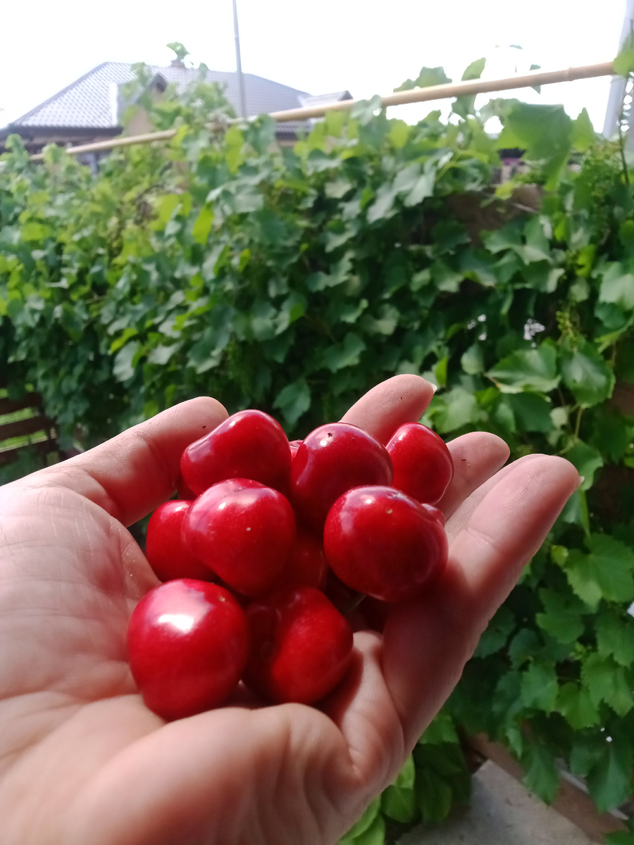 Моя первая черешня
