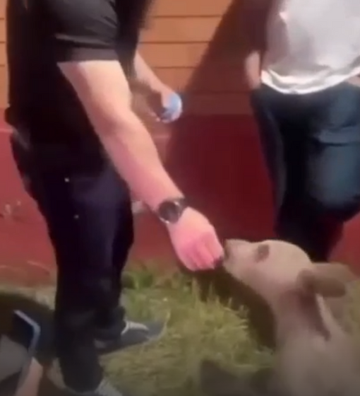    Кадр из видео