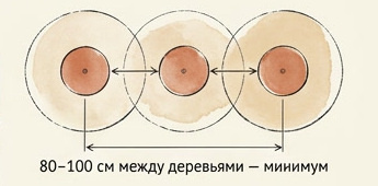 расстояние при посадке яблони