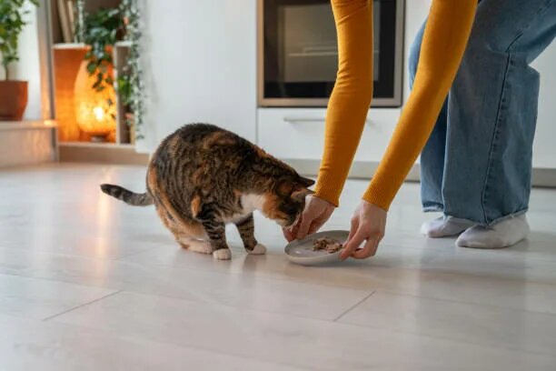 https://www.istockphoto.com/ru/фотографии/woman-feeding-cat-photos
