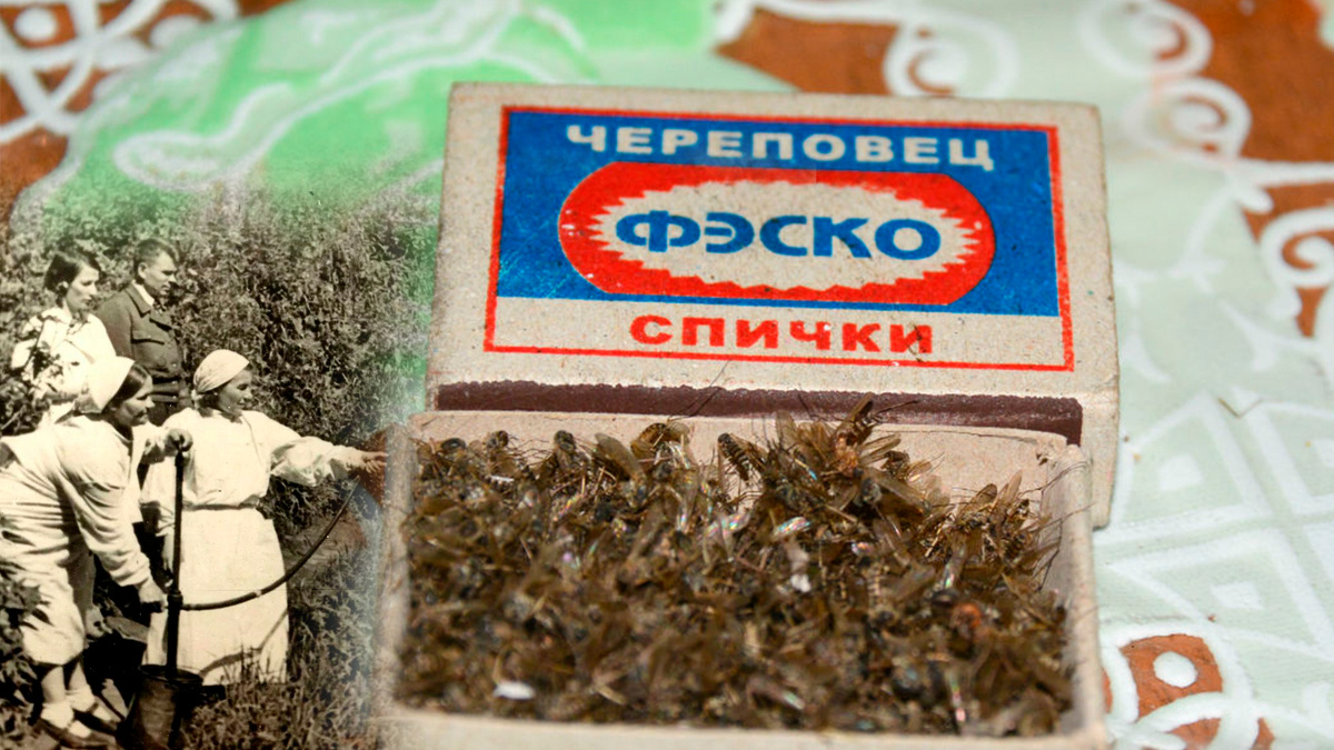 Фото с просторов интернета