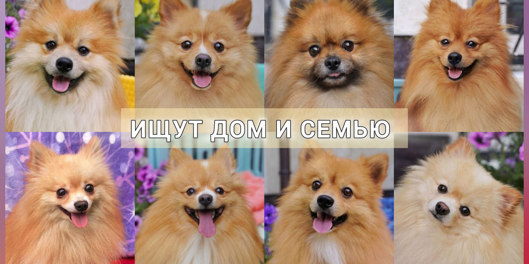 Ищут свой дом и хозяина 8 собачек из «рыжего» заезда! Кому шпица?💙