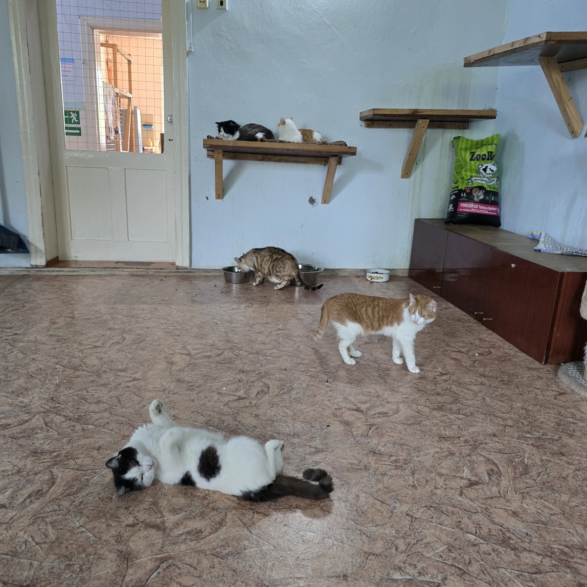 Пять котов на полу, ждут внимания