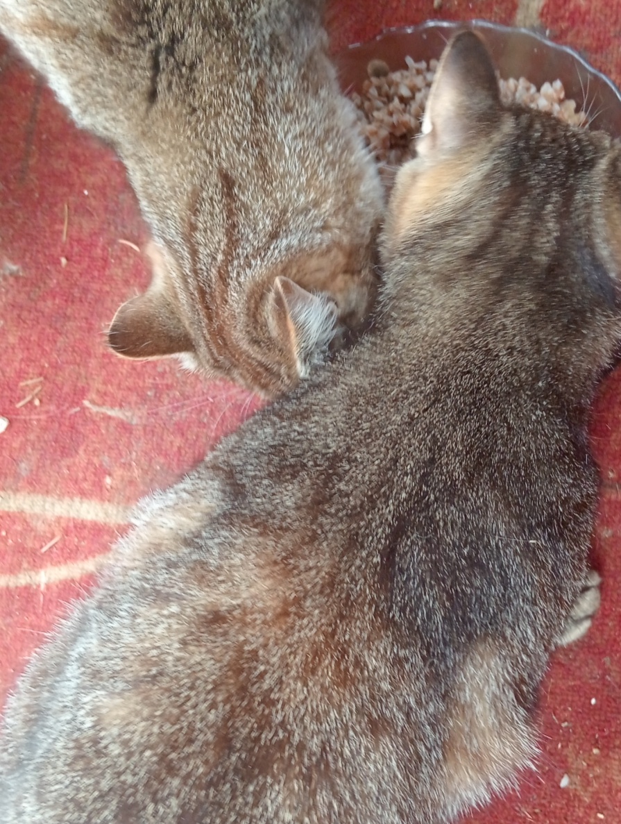 А вроде и ничего! С кормом намешала, два пакета на полкило каши!😸