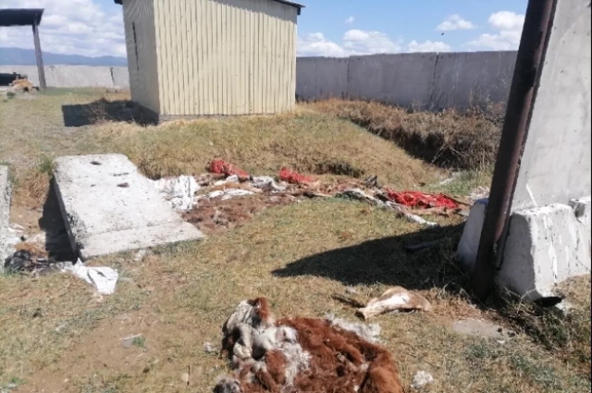    Кости и шкуры животных разбросали по скотомогильнику в Бурятии
