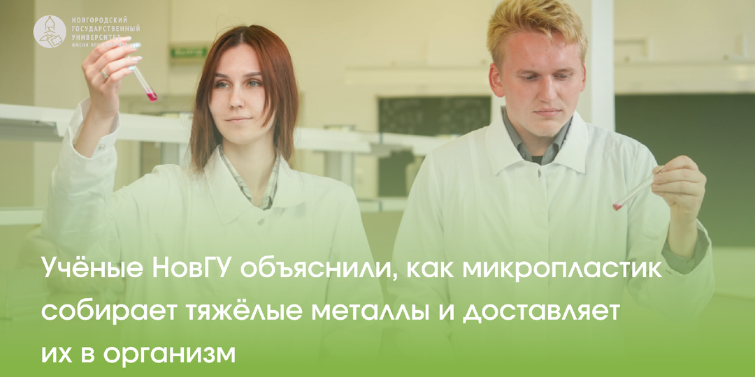 Учёные НовГУ объяснили, как микропластик собирает тяжёлые металлы и доставляет их в организм