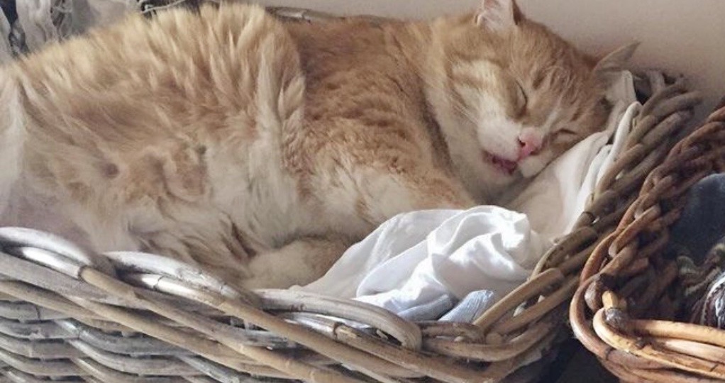 15+ смешных фото с котами, которые отдыхают в неожиданных местах