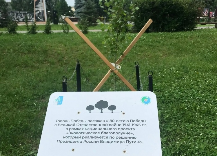В Ижевске прижился саженец Сталинградского тополя Победы
