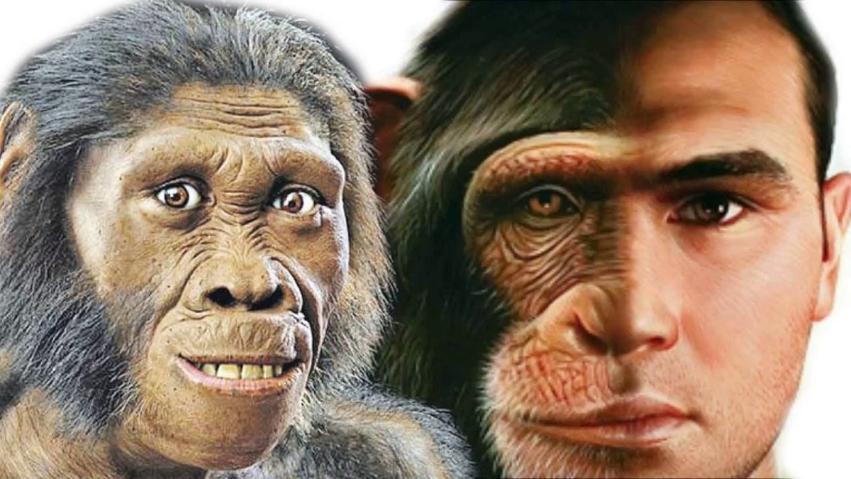 Разница между лицом первых Homo и человека.