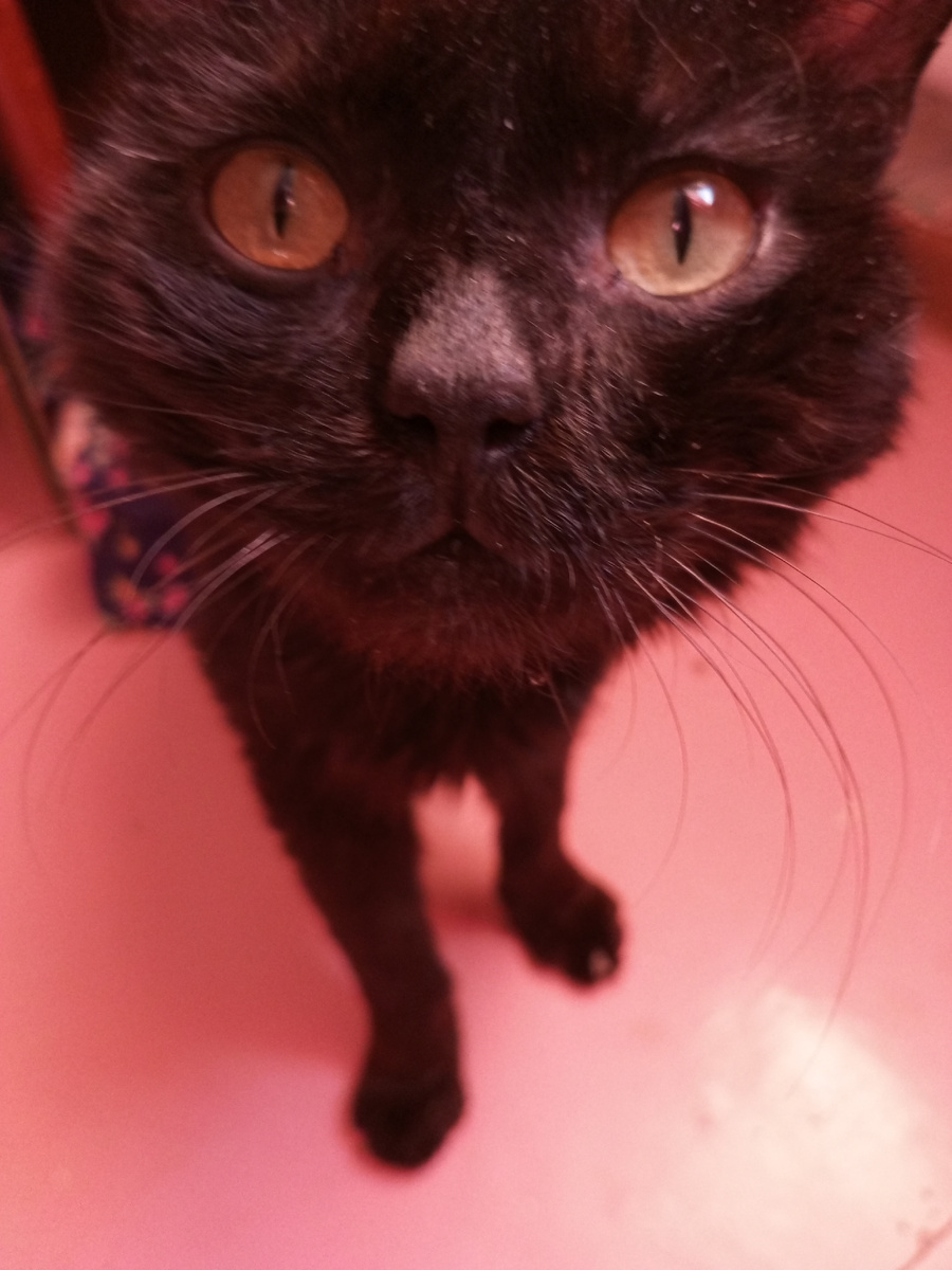 Кот с характером!