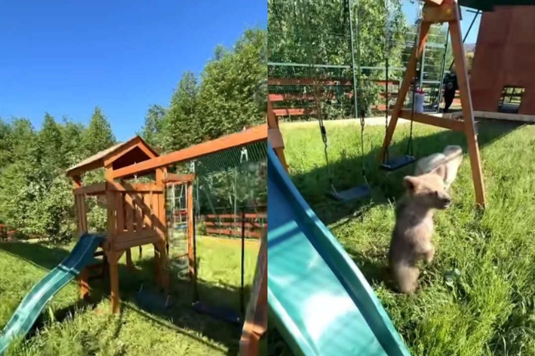 Скриншот видео "Земля Прайда"