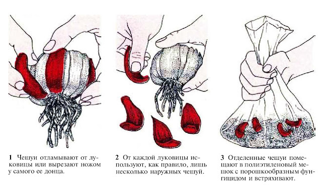 Размножение растений чешуями луковиц
