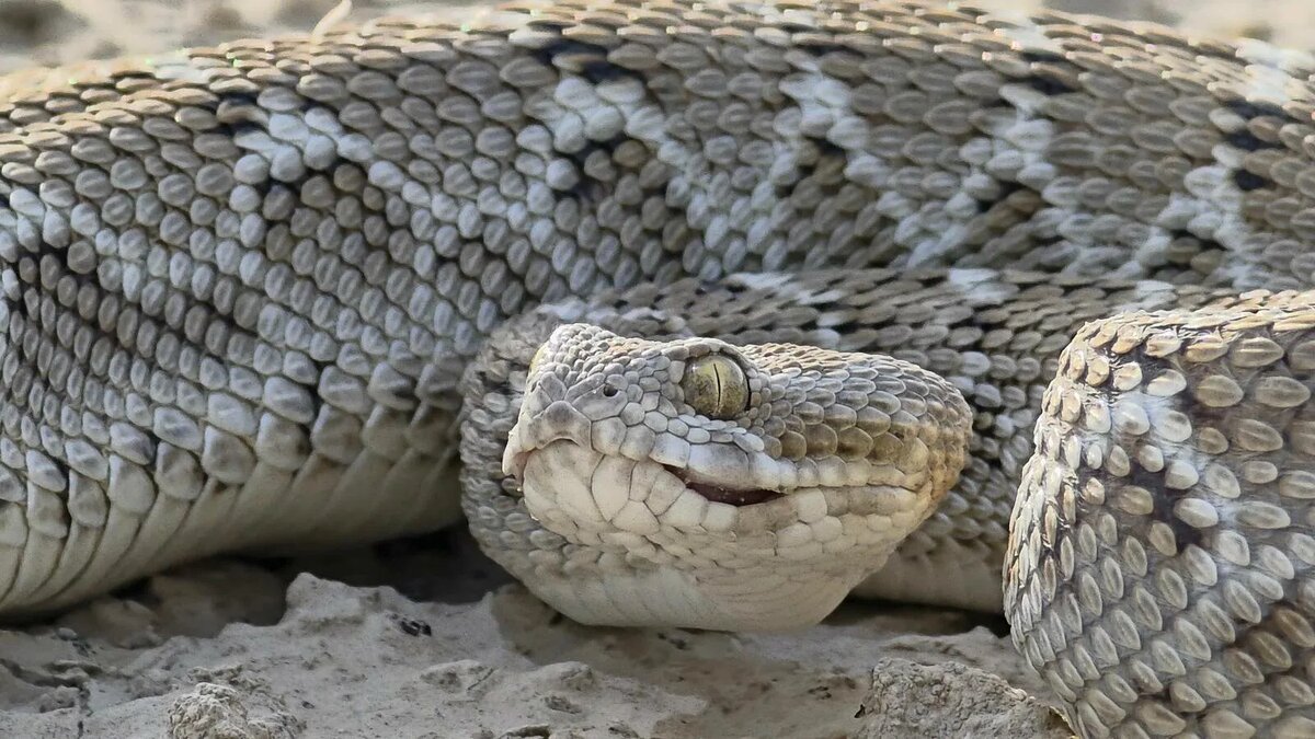 Источник: reptilia.club