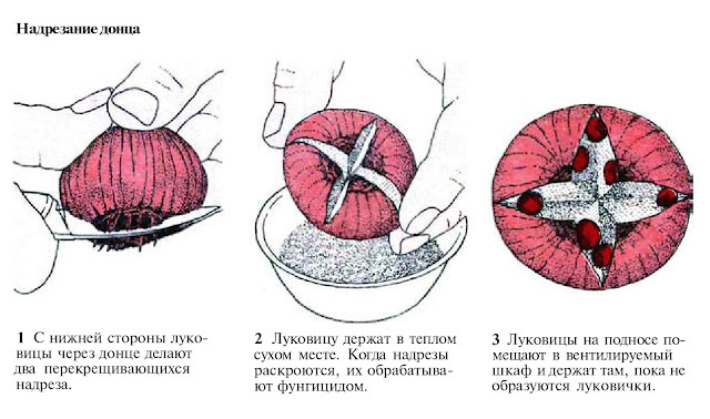 Вырезание и надрезание донца луковиц