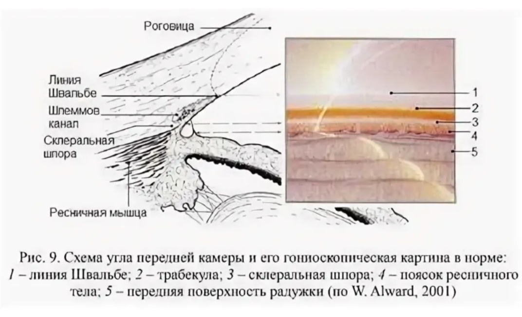 Изображение из сервиса Яндекс картинки 