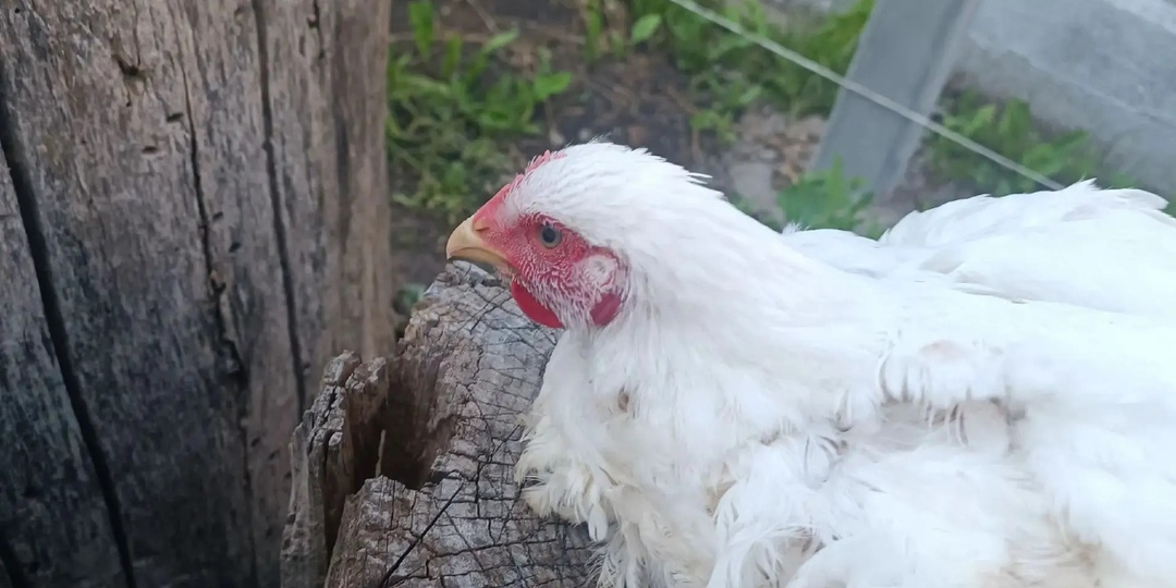 Забой бройлеров и другой птицы