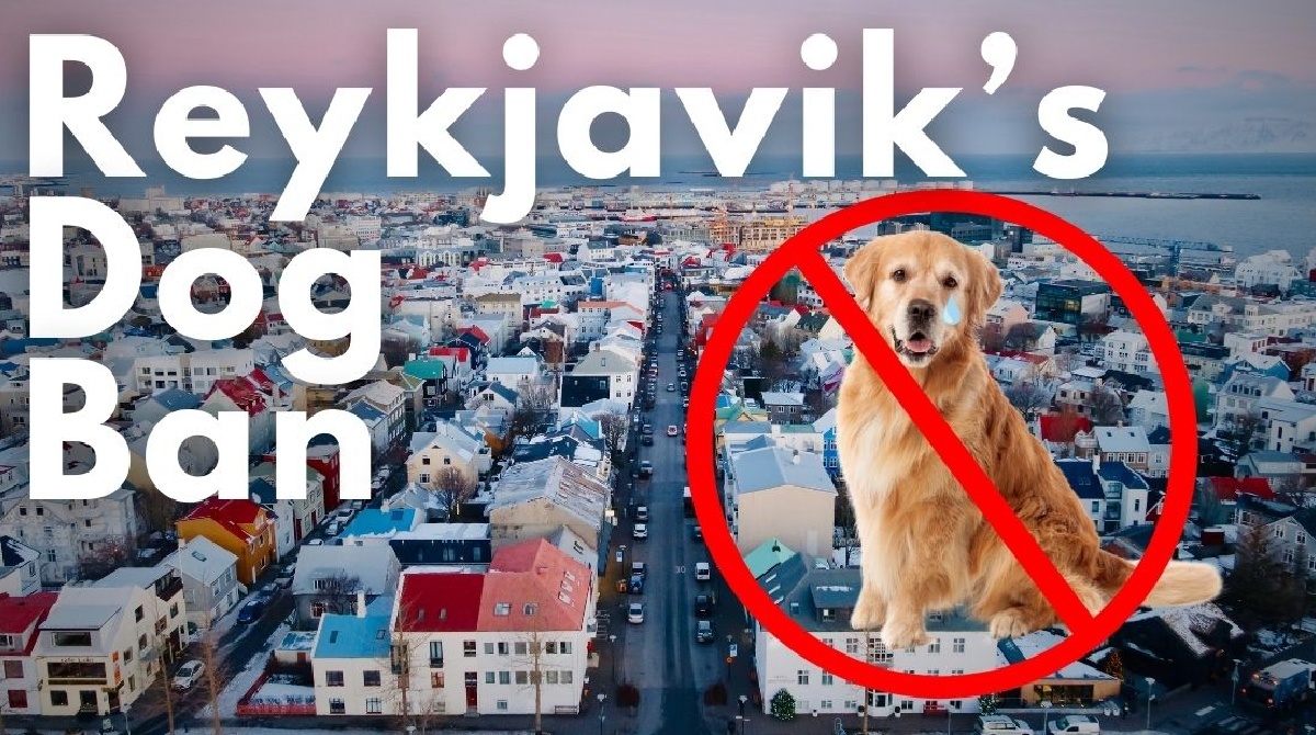 постер к статье о запрете собак в Рейкьявике