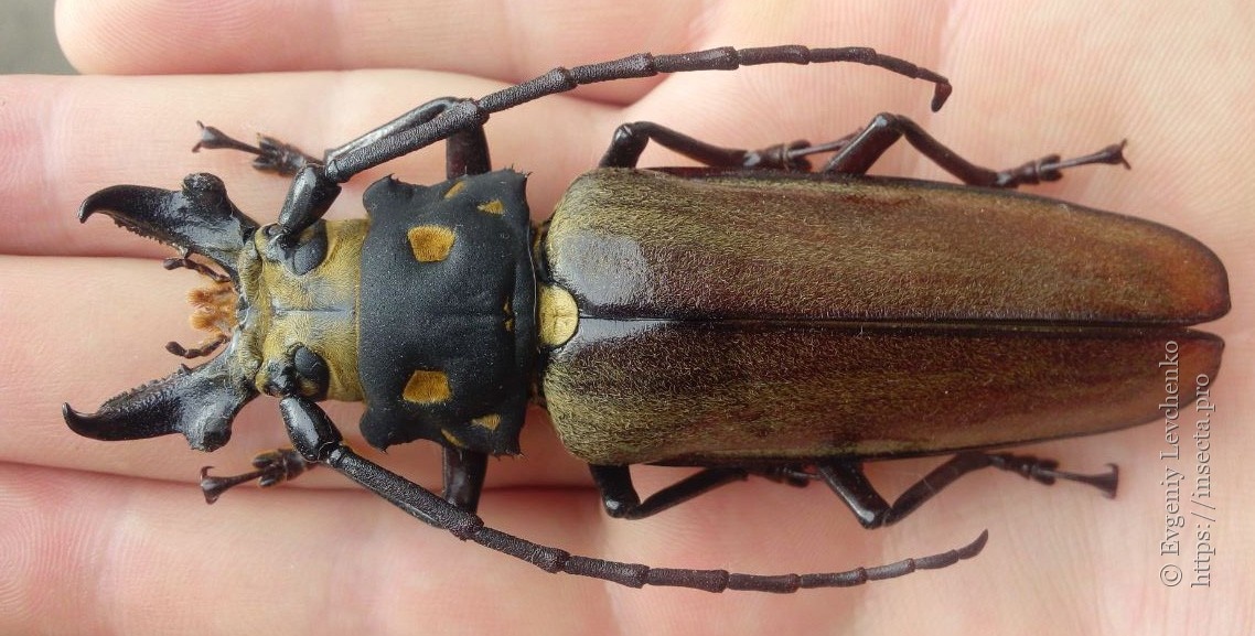 Реликтовый усач (Callipogon relictus)
